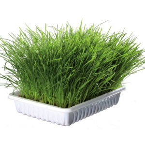 TRIXIE REZERVĂ IARBĂ PISICI 100 G