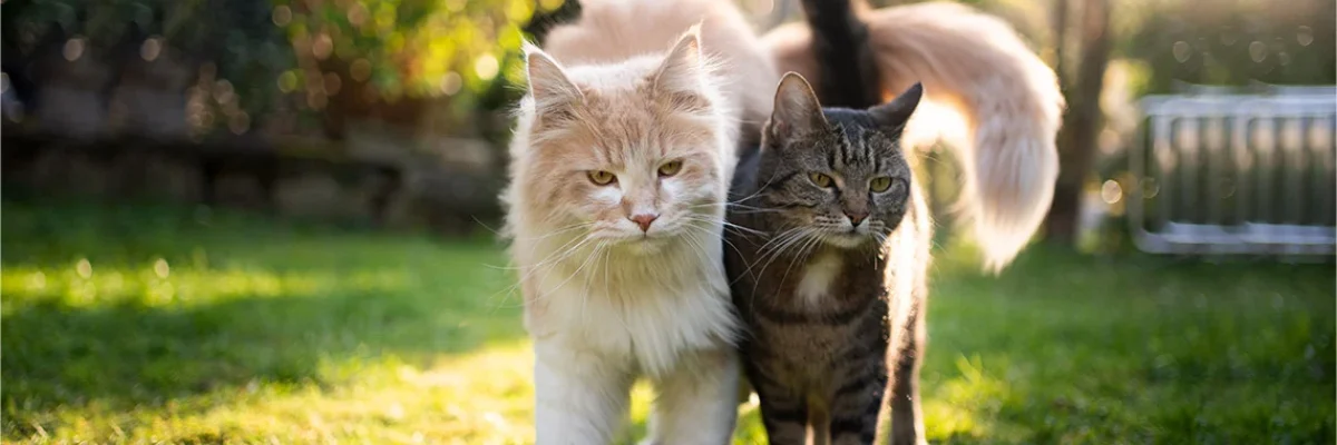 Cat-Tail-Blog-post_1140x630