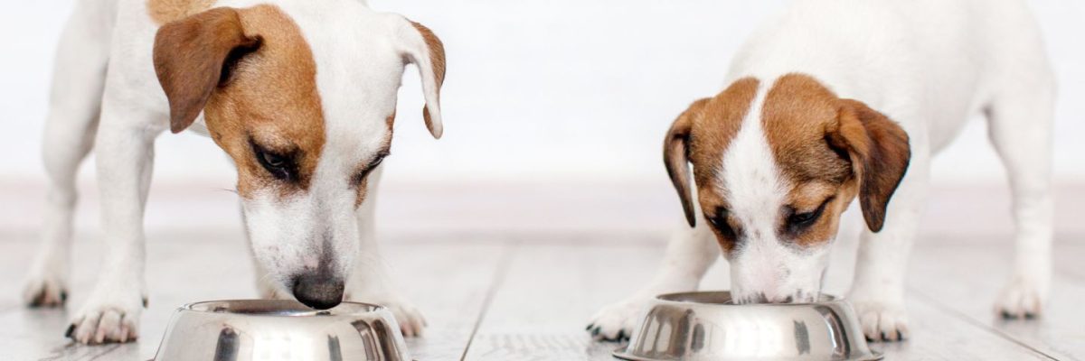 can-adult-dogs-eat-puppy-food