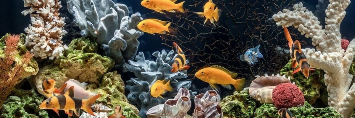 fishtanksdirect-136796-were-they-made-blogbanner1