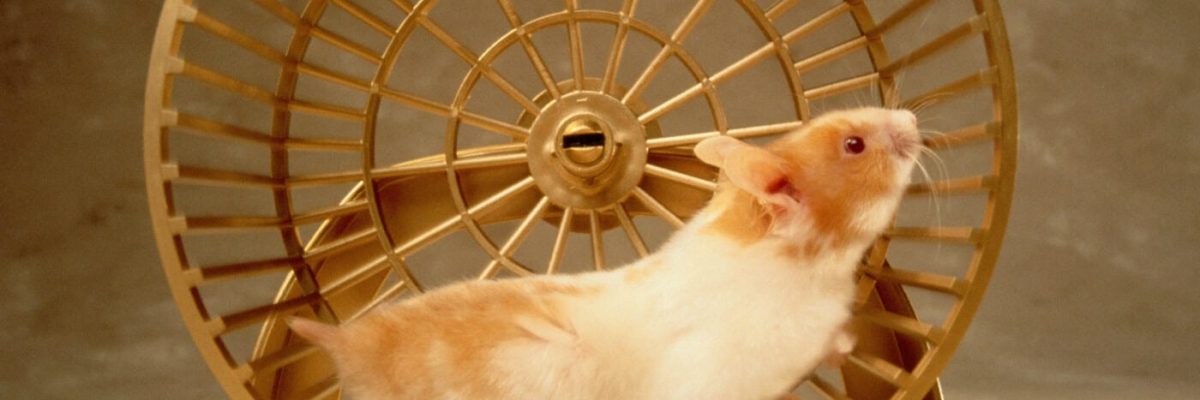 hamster_wheel-1400x788